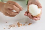 egg