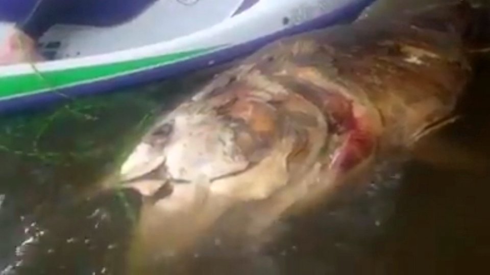 Giant tuna 
