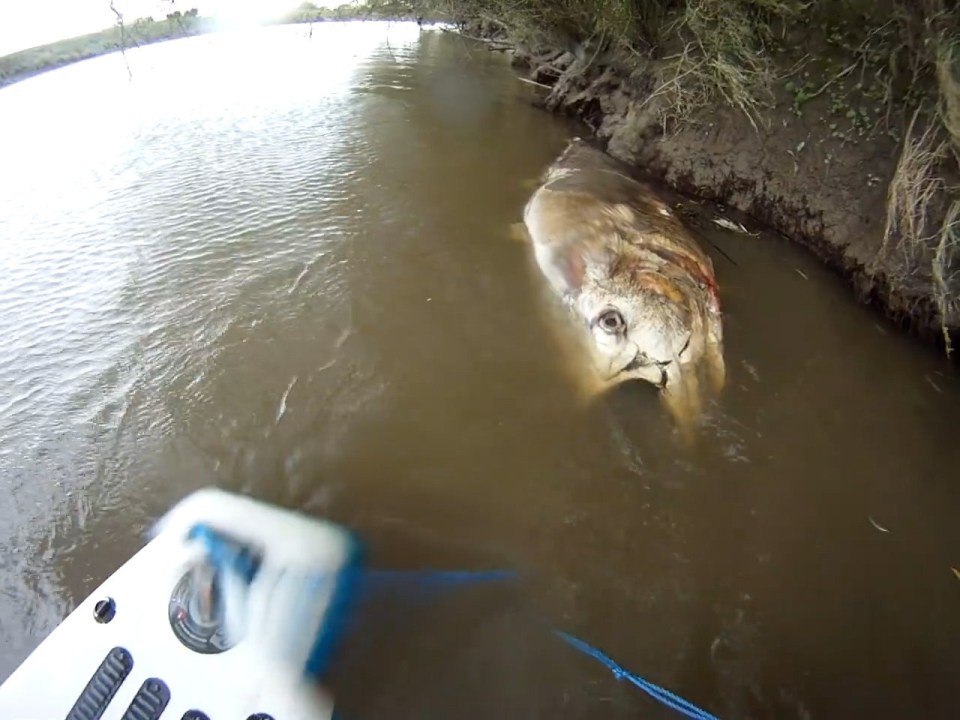 Giant tuna 