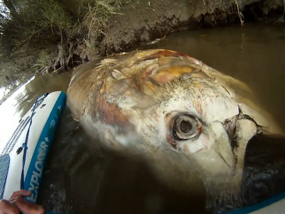 Giant tuna 