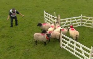 Countryfile viewers left hot under collar after BBC show tuns air blue with innuendo