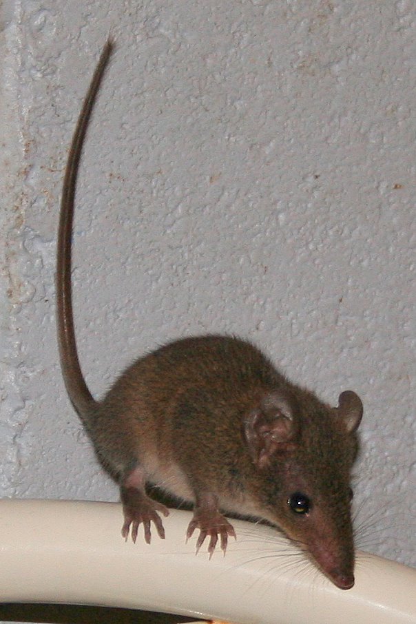 A brown Antechinus, one of the marsupials which dies after sex 