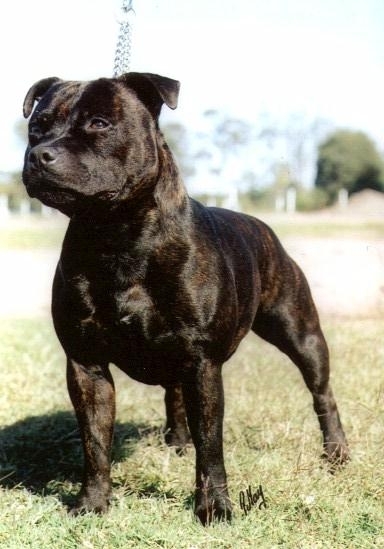 Staffordshire Bull Terrier