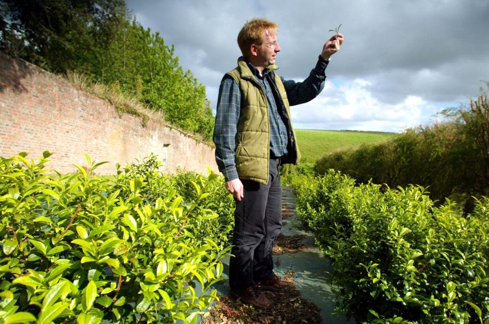 Jonathan Jones of the Tregothan Estate at their tea plantation
