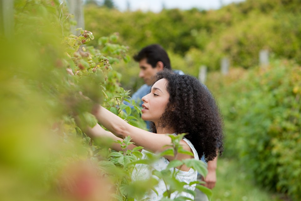 Young couple picking fruit on farm