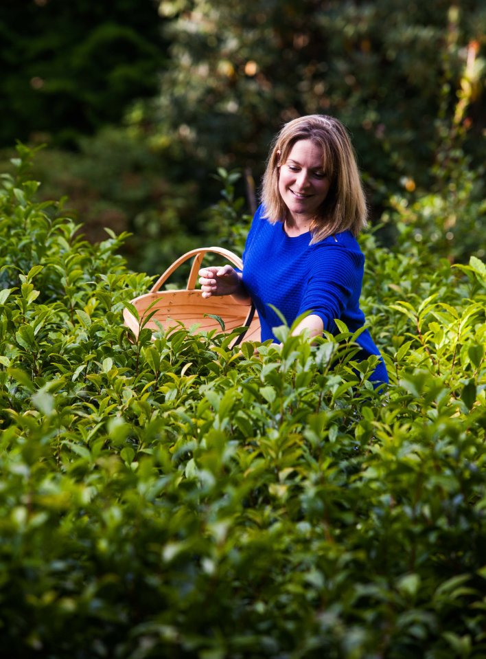 Bella Percy-Hughes picks tea leaves at the Tregothan Estate in Cornwall