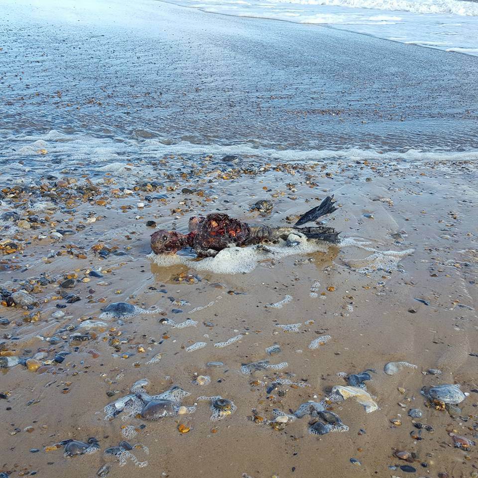 Many online posts support his claim that it's a mythical mermaid. But others say it's a dead seal - the east coast has a large colony of grey seals