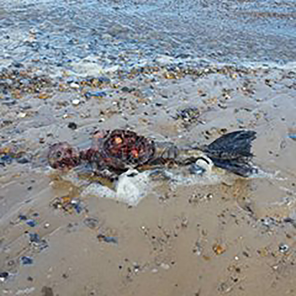 A man claims to have found a mermaid washed up on a windswept Norfolk beach