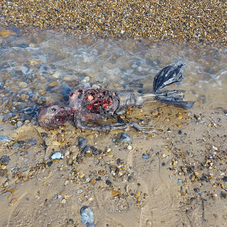 If it's true, she had deserted warm tropical waters to swim among the oil rigs, fishing trawlers, crude oil tankers, ferries and cruise liners in the chilly North Sea