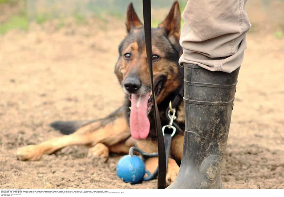 Police dog and handler suffer stab wounds following a robbery