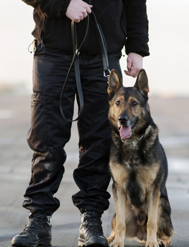 Police dog and handler suffer stab wounds following a robbery