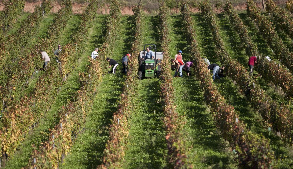 Grapes Are Harvested At A Winery In Southeastern France