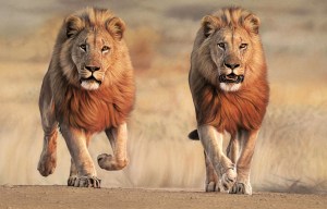 Take a closer look at these incredible animal photos... and see if you can guess what's wrong