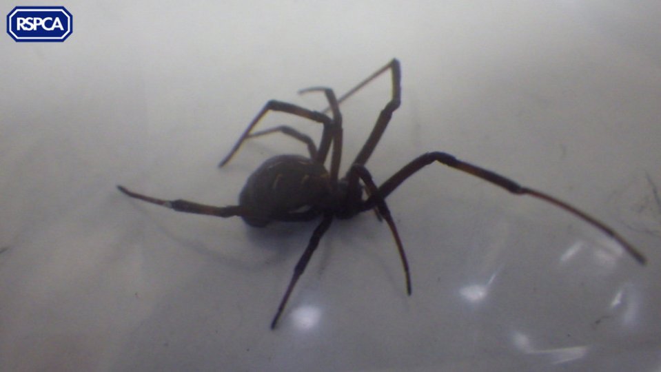 black widow