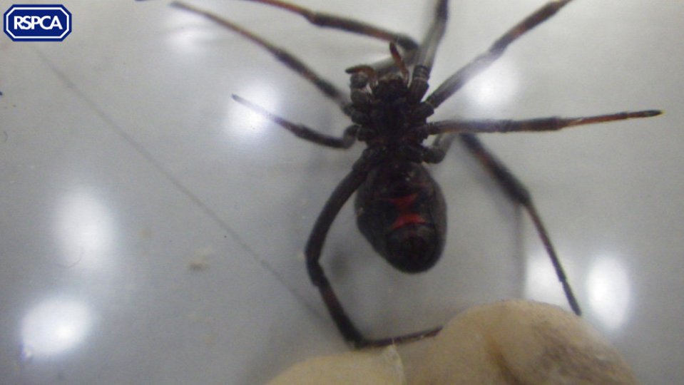 Black widow
