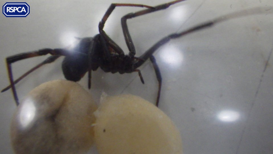 black widow