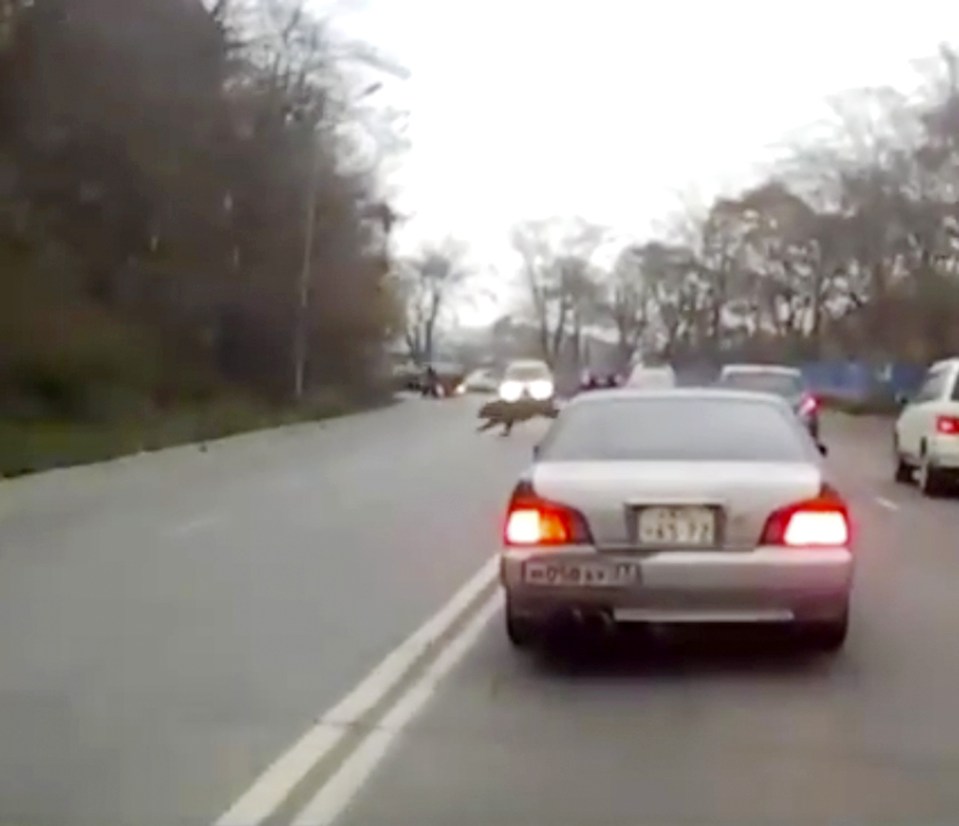 The big cats were caught on camera streaking across the road 