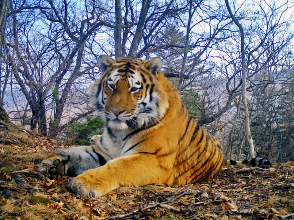At least 32 tigers from the rare but recovering species in the southwest corner of sprawling Primorsky region, and usually "they do not migrate alone, but in groups,"