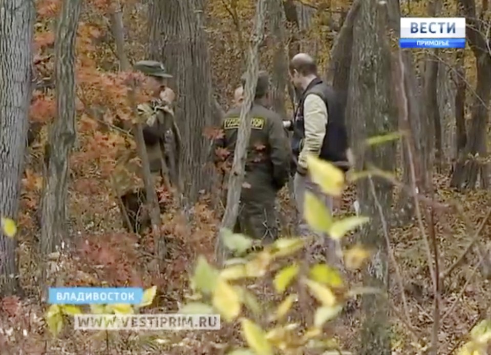 At least 32 tigers from the rare but recovering species in the southwest corner of sprawling Primorsky region, and usually "they do not migrate alone, but in groups,"