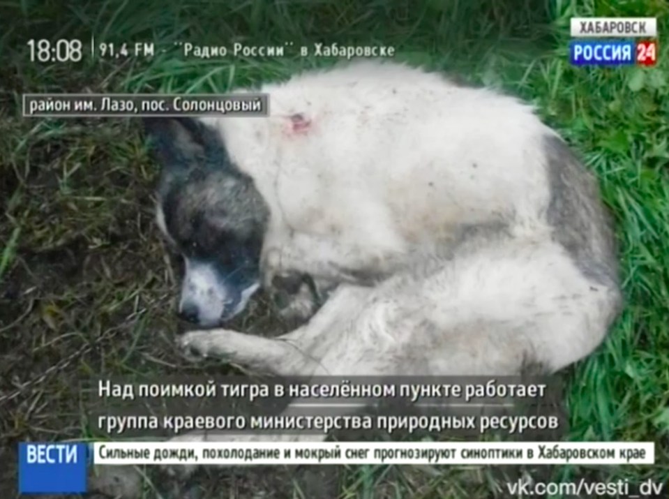 A dog believed to have been mauled by one of the wild big cats