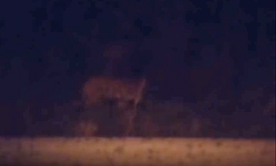 Parents have been told to keep their kids indoors as a result of the big cat sightings 