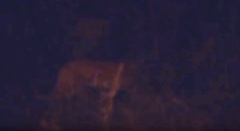 Another tiger has been spotted prowling at the roadside late at night