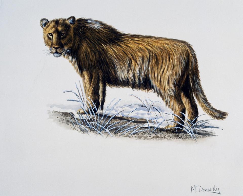 Eurasian cave lion (Panthera leo spelaea)