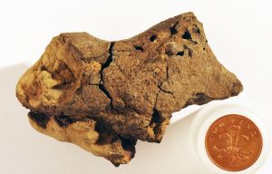 Preserved dinosaur brain found