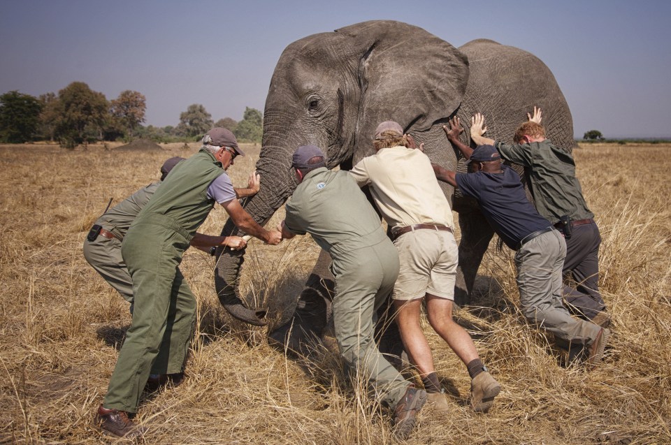 prince harry africa