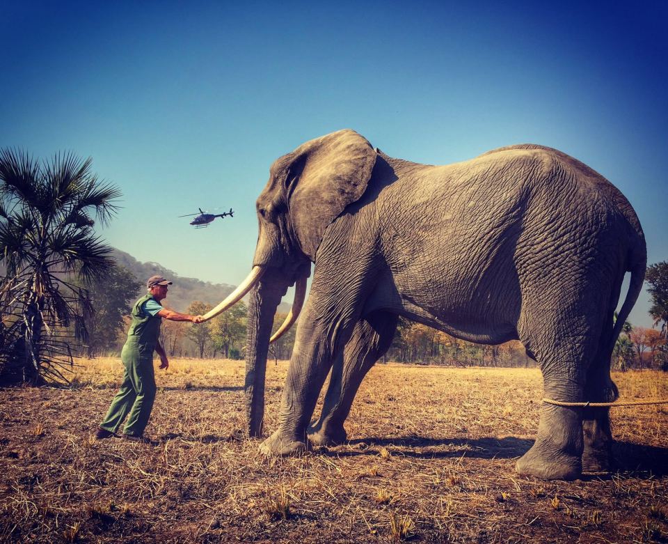 prince harry in africa