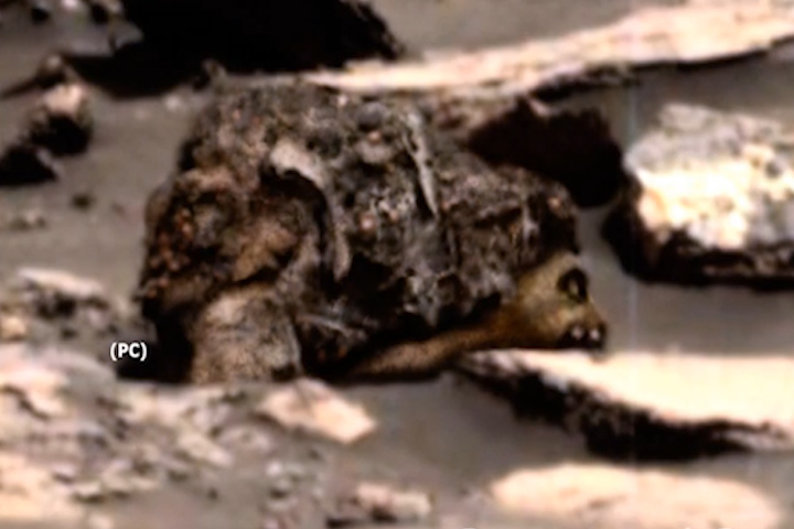bear on mars