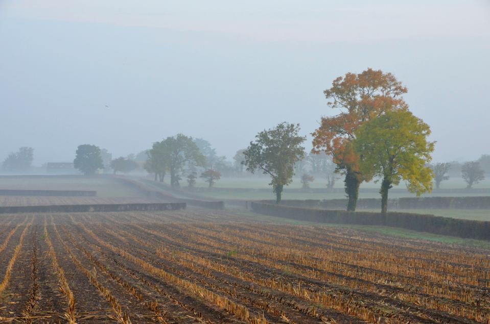 View across misty fields shortly after sunrise near Edington in Somerset
