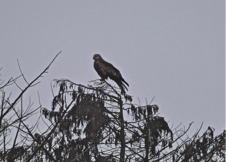 A Red Kite rests on a tree on a foggy morning in the Oxfordshire countryside at Dunsden