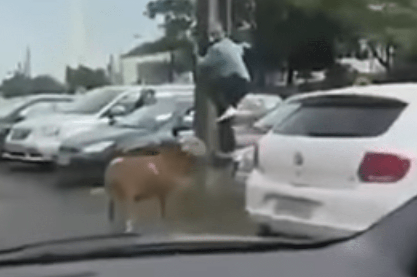 The notoriously aggressive sheep can be seen chasing a man up a telephone poll in one clip 