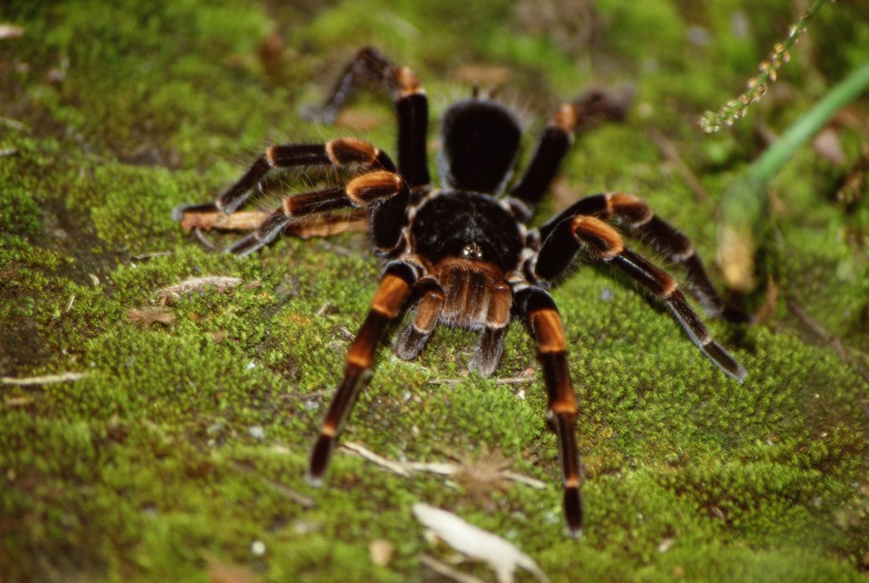 Tarantula