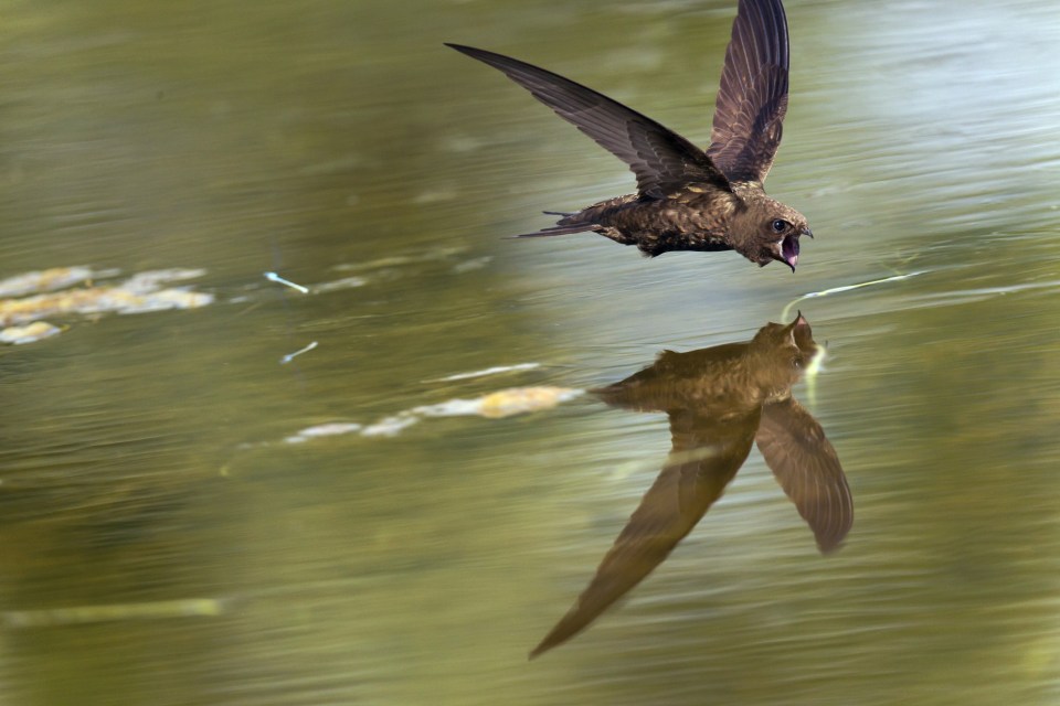 Common Swift (Apus apus) 