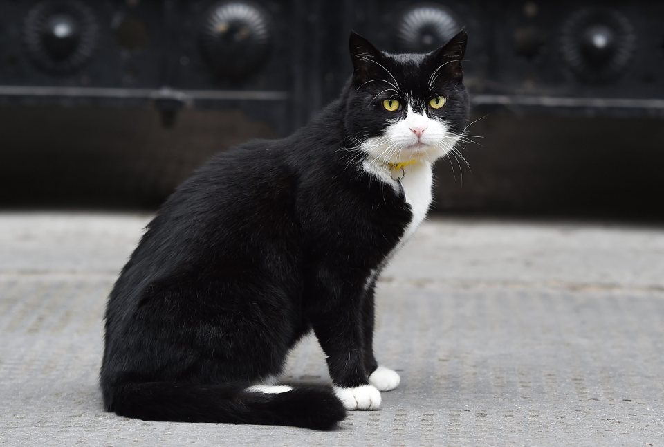 Palmerston the Foreign Office cat at Downing Street