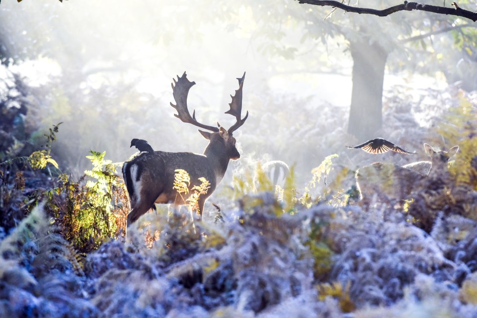 Deer cleaned by crows in a frosty woodland glade in Richmond Park, west London