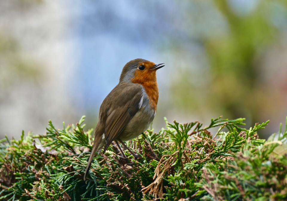 A Robin sings a song on a hedge by Swanage Railway Centre in Dorset 