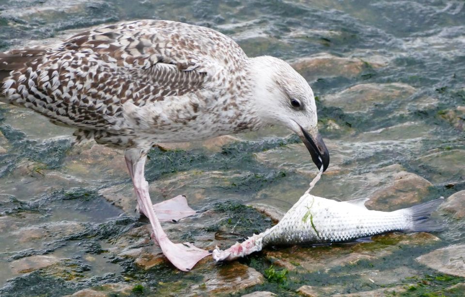 A juvenile seagull tucks into a fish on the old stone quay on a grey morning in Dorset