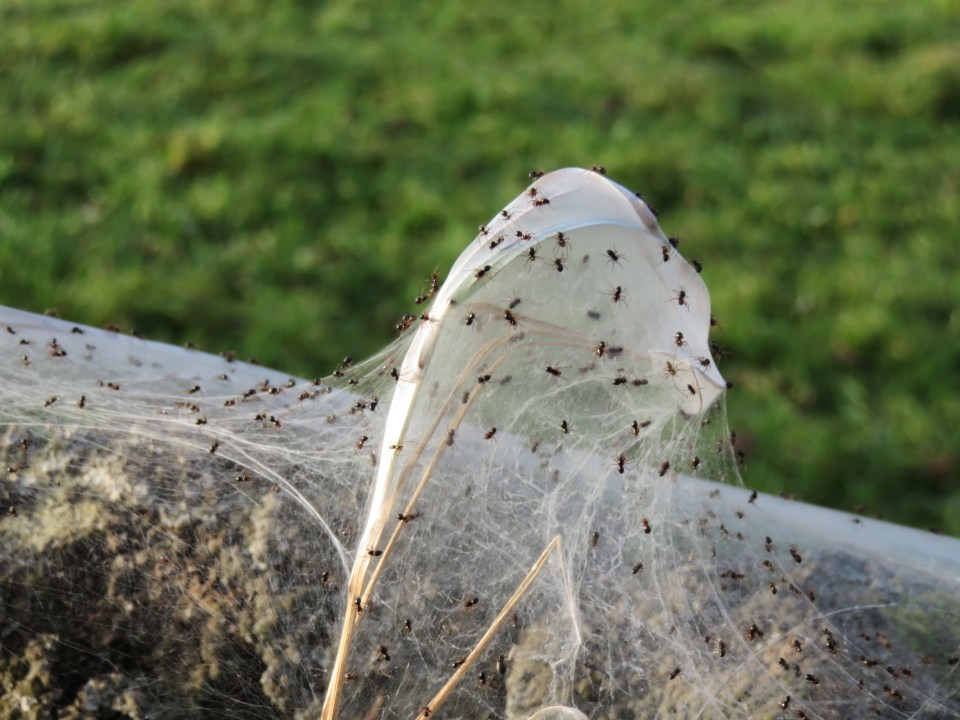 The explosion in spider numbers is thought to have been caused by mild October weather