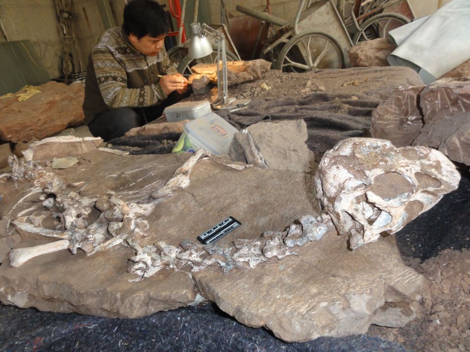 The discovery has given scientists insight into a family of dinosaurs that flourished just before the mass extinction