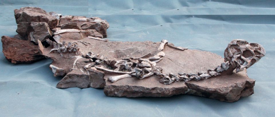 The fossilised remains of a the once mighty dinosaur 