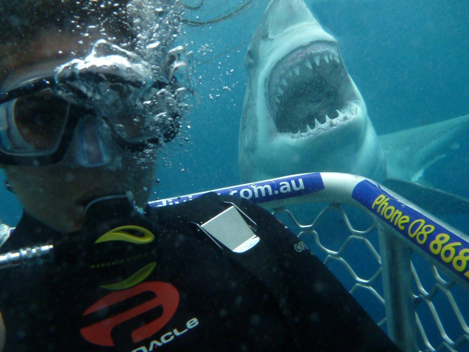 One oceanic predator posed with its mouth opened to create this terrifying selfie