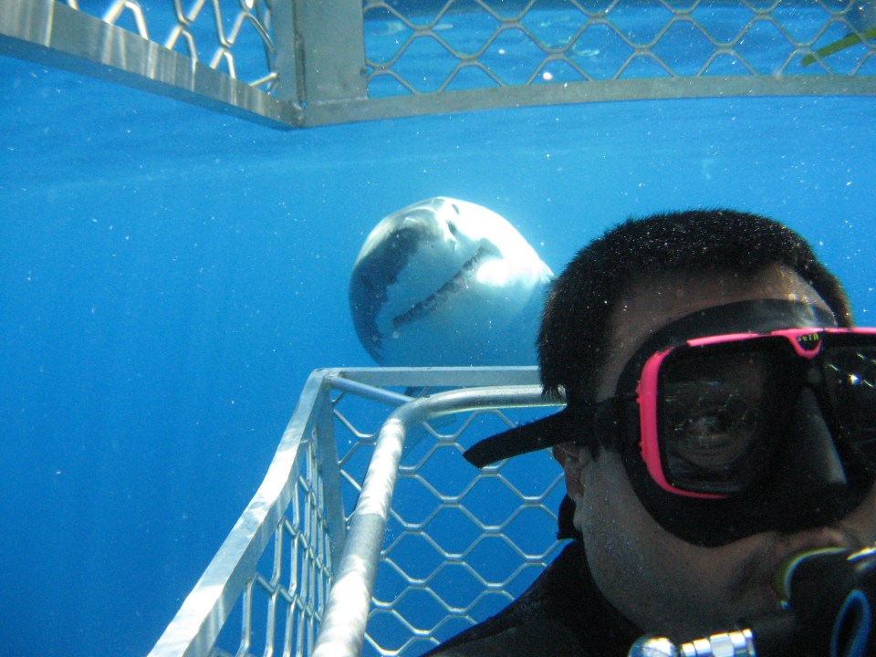 A Great White appears to grin for a selfie taken by a diver