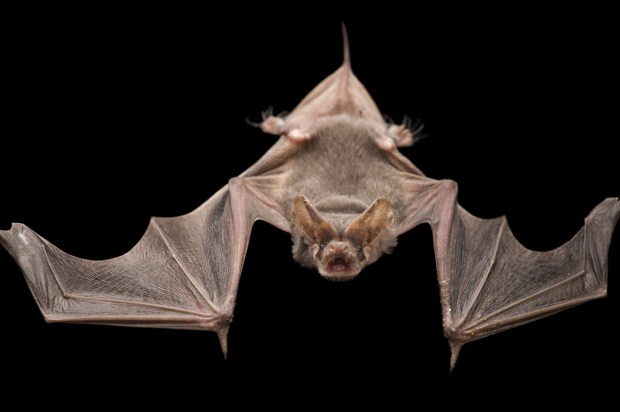 Brazilian free-tailed bat, Tadarida brasiliensis
