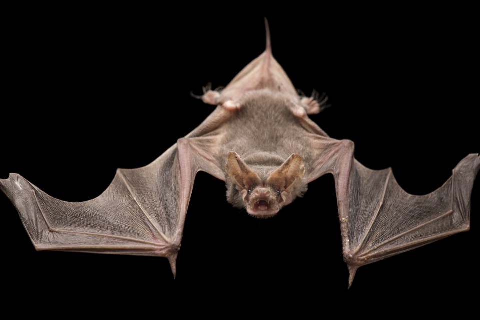 Brazilian free-tailed bat, Tadarida brasiliensis