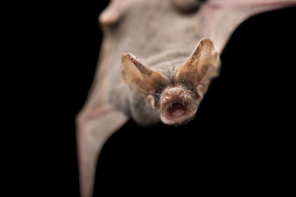 Brazilian free-tailed bat, Tadarida brasiliensis
