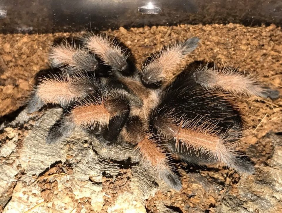 Cronus the tarantula has been pictured for the first time by George Osborne