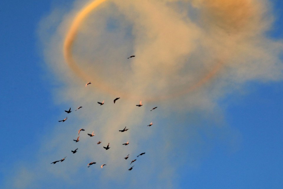 Birds fly near rising smoke after a Syrian government bombardment